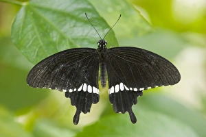 Common Mormon butterfly -Papilio polytes-, captive, Thuringia, Germany Common Mormon butterfly -Papilio polytes-, captive, Thuringia, Germany