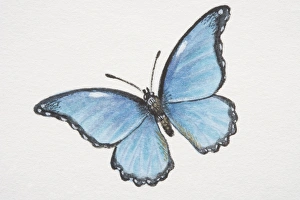 Common Morpho butterfly (morpho peleides) Common Morpho butterfly (morpho peleides)
