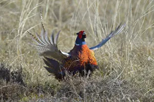 Common Pheasant -Phasianus colchicus-, courting display in dune grass Common Pheasant -Phasianus colchicus-, courting display in dune grass