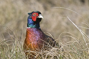Common Pheasant -Phasianus colchicus-, Island of Spiekeroog, East Frisian Islands, Germany, Europe Common Pheasant -Phasianus colchicus-, Island of Spiekeroog, East Frisian Islands, Germany, Europe