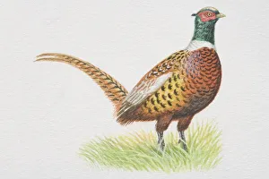 Common Pheasant (Phasianus colchicus), standing on grass, side view Common Pheasant (Phasianus colchicus), standing on grass, side view