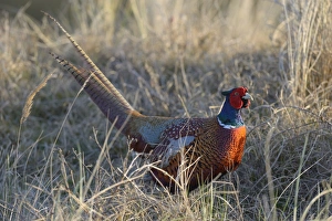 Common Pheasant -Phasianus colchicus- in the evening light Common Pheasant -Phasianus colchicus- in the evening light