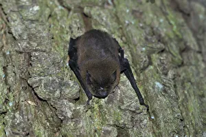 Common Pipistrelle -Pipistrellus pipistrellus-, hanging on a tree trunk, woods near Geesthacht Common Pipistrelle -Pipistrellus pipistrellus-, hanging on a tree trunk, woods near Geesthacht