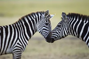 <b class=qtipBold><figcaption>Common or Plains Zebra nuzzling</figcaption></b><br>Common or Plains Zebra nuzzling (Equus quagga burchellii). Maasai Mara National Reserve, Kenya. August 2015.<br><em>© Anup Shah</em> Common or Plains Zebra nuzzling