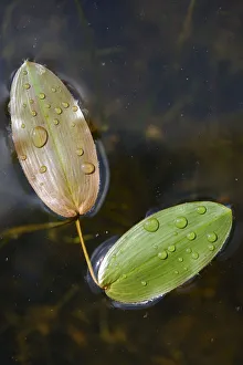 Common Pondweed or Floating Pondweed -Potamogeton natans-, Emsland, Lower Saxony, Germany Common Pondweed or Floating Pondweed -Potamogeton natans-, Emsland, Lower Saxony, Germany