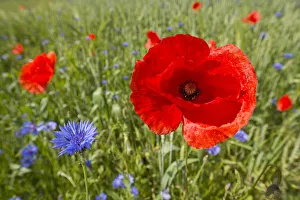 Common Poppyor Corn Poppy -Papaver rhoeas- and Cornflowers -Centaurea cyanus Common Poppyor Corn Poppy -Papaver rhoeas- and Cornflowers -Centaurea cyanus
