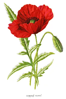 common red poppy common red poppy