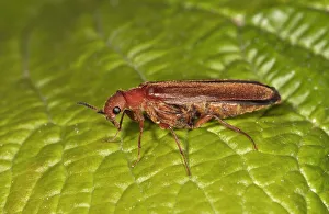 Common Red Soldier Beetle -Rhagonycha fulva-, Untergroningen, Abtsgmuend Common Red Soldier Beetle -Rhagonycha fulva-, Untergroningen, Abtsgmuend