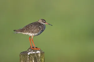 common redshank, emsland, green, natural environment, niedersachsen, norddeutschland common redshank, emsland, green, natural environment, niedersachsen, norddeutschland