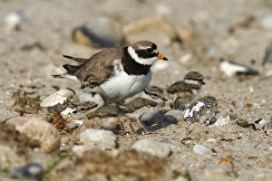 Common Ringed Plover or Ringed Plover -Charadrius hiaticula-, adult bird with hatched chicks Common Ringed Plover or Ringed Plover -Charadrius hiaticula-, adult bird with hatched chicks