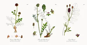 Common Salad Burnet, Poterium Sanguisorba, Victorian Botanical Illustration, 1863 Common Salad Burnet, Poterium Sanguisorba, Victorian Botanical Illustration, 1863