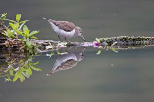 Common Sandpiper -Actitis hypoleucos- foraging on a floating tree trunk, North Hesse Common Sandpiper -Actitis hypoleucos- foraging on a floating tree trunk, North Hesse
