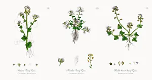 Common Scurvy Grass, Cochlearia Officinalis, Victorian Botanical Illustration, 1863 Common Scurvy Grass, Cochlearia Officinalis, Victorian Botanical Illustration, 1863