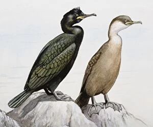 Common shag (Phalacrocorax aristotelis), two birds perching on a rock by the sea, looking away