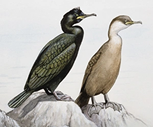Common shag (Phalacrocorax aristotelis), two birds perching on a rock by the sea Common shag (Phalacrocorax aristotelis), two birds perching on a rock by the sea