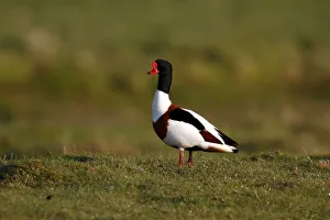 Common Shelduck -Tadorna tadorna-, drake standing in a pasture, Eidersperrwerk Common Shelduck -Tadorna tadorna-, drake standing in a pasture, Eidersperrwerk