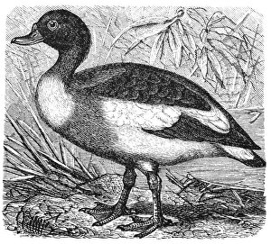 Common Shelduck (Tadorna vulpanser)