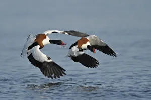 Common shelducks -Tadorna tadorna- fighting - IMPORTANT Non-exclusive usage Common shelducks -Tadorna tadorna- fighting - IMPORTANT Non-exclusive usage