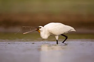 Common spoonbill Common spoonbill