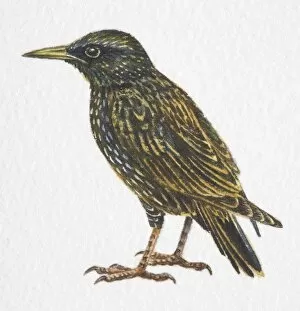 Images Dated 26th April 2006: Common Starling, Sturnus vulgaris, side view