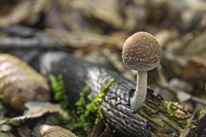 Common Stump Brittlestem -Psathyrella piluliformis-, Thuringia, Germany Common Stump Brittlestem -Psathyrella piluliformis-, Thuringia, Germany