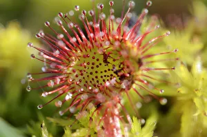 Common sundew, Round-leaved sundew -Drosera rotundifolia-, glandular tentacles Common sundew, Round-leaved sundew -Drosera rotundifolia-, glandular tentacles