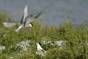 Common Tern -Sterna hirundo- attacking Sandwich Tern -Sterna sandvicensis-, Texel Common Tern -Sterna hirundo- attacking Sandwich Tern -Sterna sandvicensis-, Texel