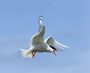 Common Tern -Sterna hirundo-, Farne Islands, Northumberland, England, United Kingdom Common Tern -Sterna hirundo-, Farne Islands, Northumberland, England, United Kingdom