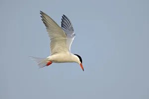 Common Tern -Sterna hirundo- in flight, Wagejot Nature Reserve, Texel Common Tern -Sterna hirundo- in flight, Wagejot Nature Reserve, Texel