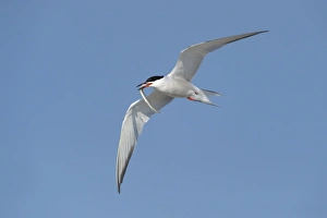Common Tern -Sterna hirundo- in flight with fish in its beak, Wagejot Nature Reserve Common Tern -Sterna hirundo- in flight with fish in its beak, Wagejot Nature Reserve