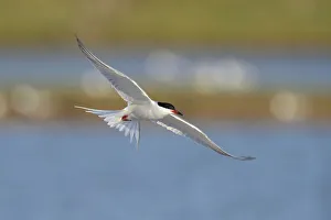 Common Tern -Sterna hirundo- in flight over a nesting colony, Wagejot Nature Reserve, Texel, West Frisian Islands Common Tern -Sterna hirundo- in flight over a nesting colony, Wagejot Nature Reserve, Texel, West Frisian Islands