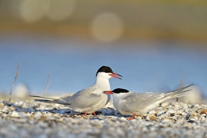 Common Terns -Sterna hirundo-, displaying, in preparation for mating, Ouedeschild, Texel Common Terns -Sterna hirundo-, displaying, in preparation for mating, Ouedeschild, Texel