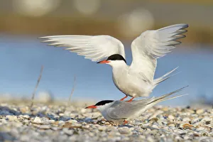 Common Terns -Sterna hirundo-, mating, Ouedeschild, Texel, Texel, West Frisian Islands Common Terns -Sterna hirundo-, mating, Ouedeschild, Texel, Texel, West Frisian Islands