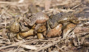 Common Toad or European Toad -Bufo bufo-, several males in amplexus with a female Common Toad or European Toad -Bufo bufo-, several males in amplexus with a female