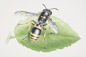 Common Wasp, Vespula vulgaris, perched on a green leaf, front view Common Wasp, Vespula vulgaris, perched on a green leaf, front view