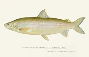 Common whitefish female illustration 1897 Common whitefish female illustration 1897