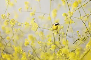 Common Yellowthroat Perched in Wild Mustard Common Yellowthroat Perched in Wild Mustard