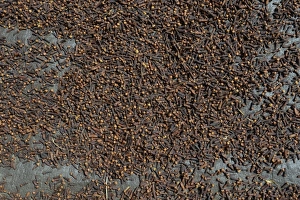 Almost completely dried cloves -Syzygium aromaticum- laid out to dry, Munduk, Bali Almost completely dried cloves -Syzygium aromaticum- laid out to dry, Munduk, Bali