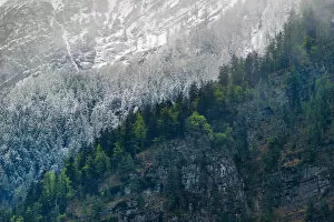 The contrast of pine tree (green&white) Hallstatt, Austria