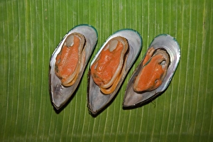 Cooked New Zealand green-lipped mussels -Perna canalicula- from New Zealand lying on a Cooked New Zealand green-lipped mussels -Perna canalicula- from New Zealand lying on a