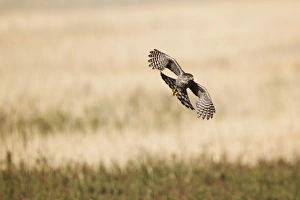 <b class=qtipBold><figcaption>Coopers Hawk on the Prowl</figcaption></b><br>Cooper's Hawk searching for a tasty meal in an old bean field at Bolsa Chica Ecological Reserve in Huntington Beach, California<br><em>© @ 2013 Susan Gary</em> Coopers Hawk on the Prowl