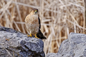 <b class=qtipBold><figcaption>Coopers Hawk On Rock</figcaption></b><br>A Coopers Hawk is Standing on a rock.<br><em>© copyright 2010</em> Coopers Hawk On Rock
