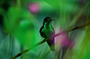 Copper-Rumped Hummingbird (Amazilia Tobaci) on Branch Copper-Rumped Hummingbird (Amazilia Tobaci) on Branch