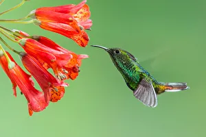 <b class=qtipBold><figcaption>Coppery-headed Emerald Hummingbird</figcaption></b><br>Michael L Baird Photography, 158900112<br><em>© © 2012 Michael L. Baird</em> Coppery-headed Emerald Hummingbird