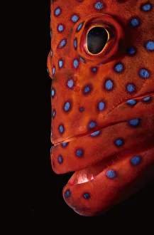 <b class=qtipBold><figcaption>Coral Grouper</figcaption></b><br>Jeff Rotman Underwater Photography, 6395-000149 Coral Grouper