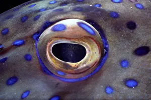 Coral grouper (Cephalopholis miniata) eye, detail Coral grouper (Cephalopholis miniata) eye, detail