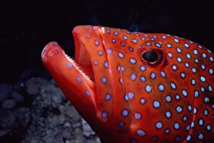 Coral grouper (Cephalopholis miniata) side view, close-up Coral grouper (Cephalopholis miniata) side view, close-up