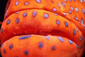 Coral Hind (Cephalopholis miniata), close-up of mouth Coral Hind (Cephalopholis miniata), close-up of mouth