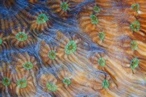 <b class=qtipBold><figcaption>Coral lines</figcaption></b><br>Pattern of coral reef fragment. Underwater macro.<br><em>© Andrey Narchuk</em> Coral lines