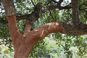 Cork oak -Quercus suber-, Algarve, Portugal Cork oak -Quercus suber-, Algarve, Portugal